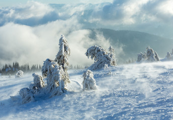 Fototapeta na wymiar Icy snowy fir trees on winter hill.