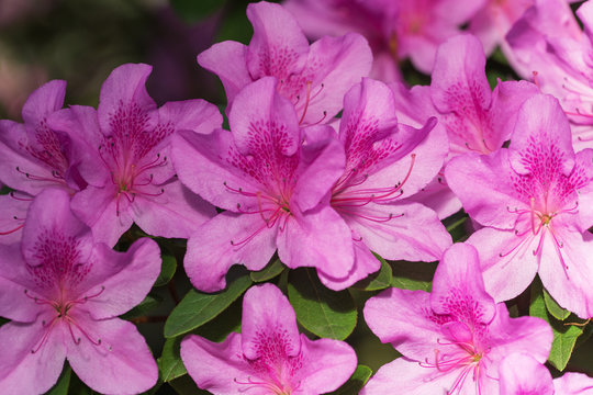 purple spring closeup