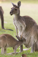 Beautiful kangaroo feeding its baby outdoors Perth, Western Australia, Australia.