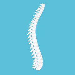 Spine. 3D Illustration.