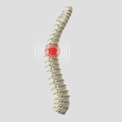 Spine. 3D Illustration.
