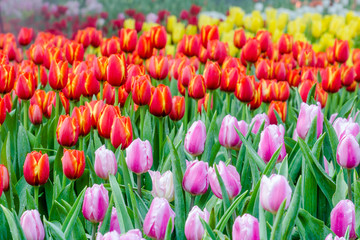 Beautiful tulips in garden