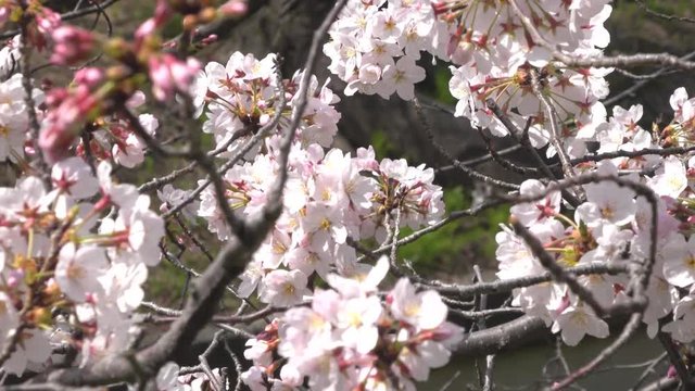 桜・左パン・4K_4-94