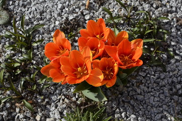 Blühende Tulpen