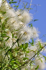 Closeup on Clematis wine with fluffy seeds