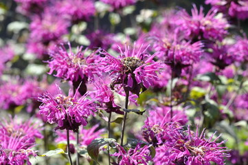 Pink flowerering crimson beebalm Monarda didyma