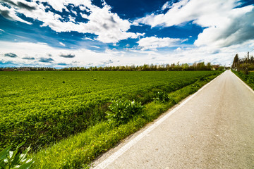 Naklejka premium country road running through green fields