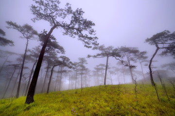pine tree forest in the mist at Phu Soi Dao national park Uttaradit province Thailand