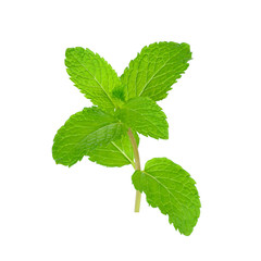 Fresh mint isolated on the white background