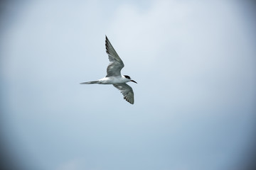 Seagull with Vignetting Effect at Laem Phak Bia - Phetchaburi, T