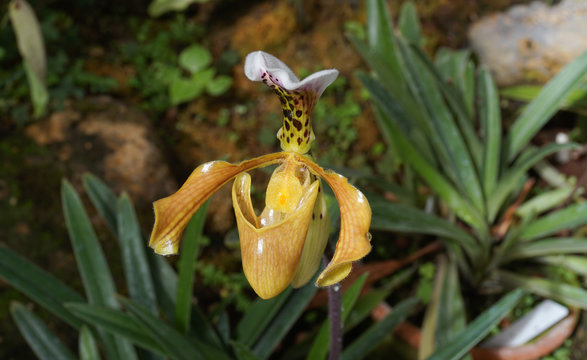 Fototapeta  Paphiopedilum at Queen Sirikit botanical garden, Chiang Mai, Th