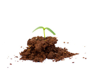 Young plant isolated on white background