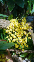 Oncidium Orchid Flowers, Dancing Lady orchid at Queen Sirikit bo