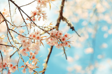 Wild Himalayan Cherry spring blossom