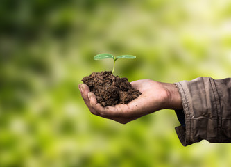 Senior man holding young spring plant in hands. Ecology concept