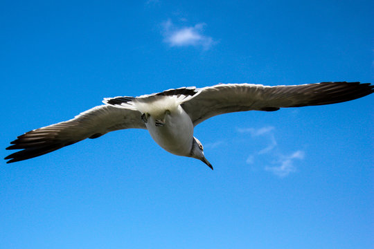 Seagull flying overhead at a Japanese shrine
