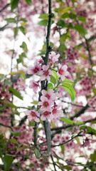 Wild Himalayan Cherry (Prunus cerasoides) in Khun Wang, Doi Inth