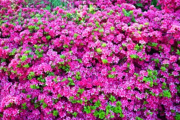 ツツジの花／山形県で綺麗な「ツツジの花」を撮影した写真です。