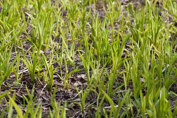 the sprouts of tulips