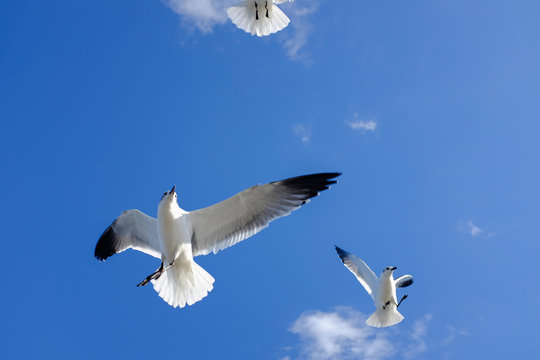 Freedom white Sea Bird in blue sky, may use as background
