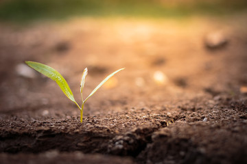 Green plant growing out of cracks in the earth