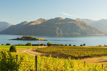 Naklejka premium Morning on vineyard at Lake Wanaka, Otago, New Zealand