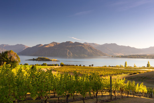 Fototapeta Morning on vineyard at Lake Wanaka, Otago, New Zealand