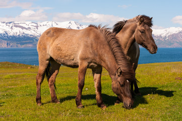 Naklejka na ściany i meble Icelandic horses in the pasture with mountains in the background, nature habitat, Iceland
