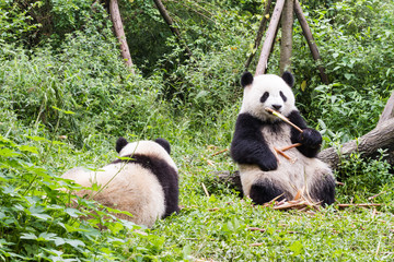 Two pandas has lunch, Giant Panda Breeding Research Base (Xiongmao Jidi), Chengdu, China