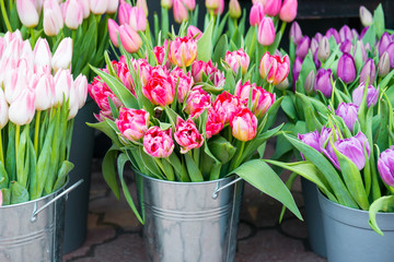 Tulips in the buckets