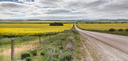 Canola fields