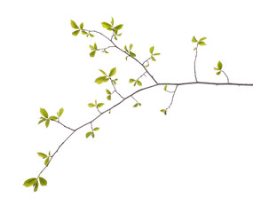 Early spring flowering green tree branch isolated on white. Early spring concept - obrazy, fototapety, plakaty