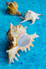 Obraz premium Seashells, closeup. On the crystal blue blurred background.