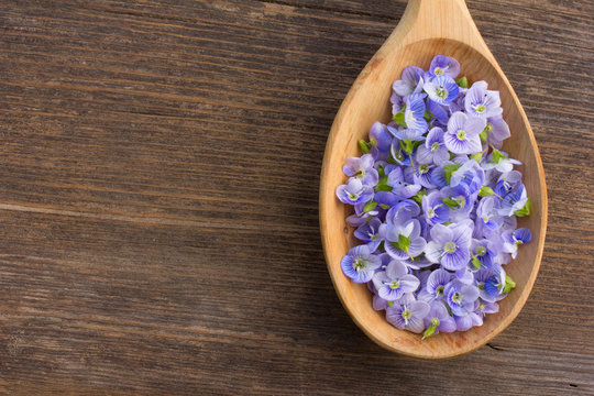 pale blue flower petals plants Persian speedwell in a wooden spoon on old wooden board in the cracks close up. aromatherapy, herbal tea, homeopathic medicine. Free space for text. Copy space