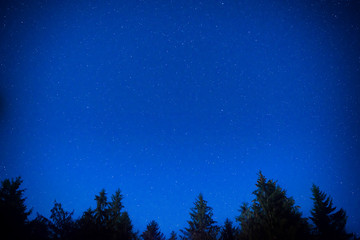 Dark blue night pine trees over sky
