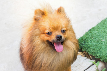 Pomeranian dog and his beautiful smile