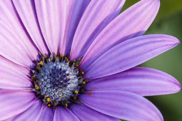 Obraz premium Pink sunflower daisy, Dimorphotheca, flower
