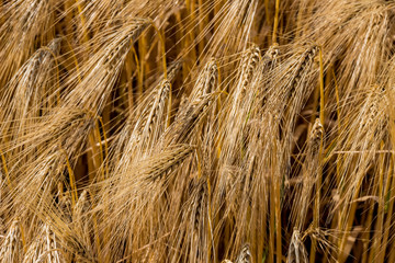 Gerstenfeld vor der Ernte