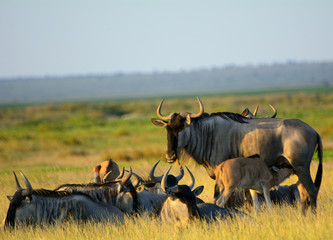 Obraz premium Blue wildebeests, Amboseli National Park, Kenya