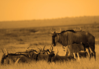 Blue wildebeests, Amboseli National Park, Kenya