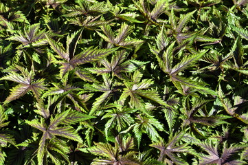 Naklejka premium Green and red foliage on a filipendula plant