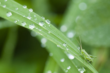 green grass with water drops