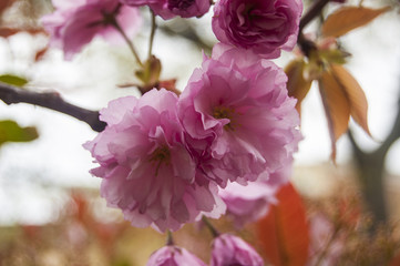 Obraz premium Pink Flowers Central