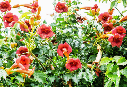 Trumpet vine flowers - Campsis x tagliabuana, gardening theme