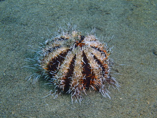 Sea urchin, Island Bali