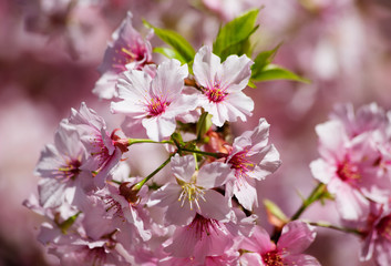 Fototapeta premium Сакура