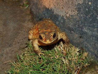 Hoptoad, Island Bali