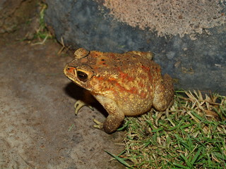 Hoptoad, Island Bali