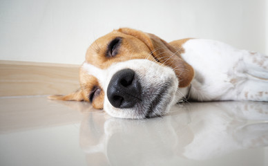 Fototapeta premium Portrait cute beagle puppy dog