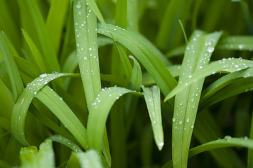 Fototapeta premium green grass with water drops